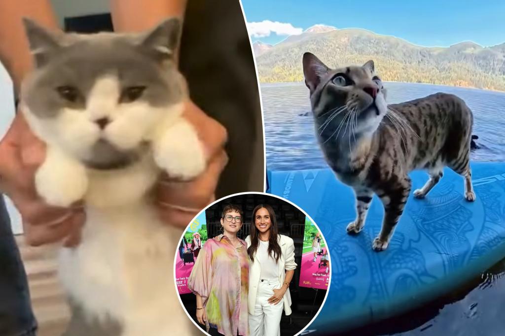 Cat Clips Outearn Meghan and Harry's Cookie Queens at Box Office 1 Meghan Markle Doc Beaten by Cat Videos